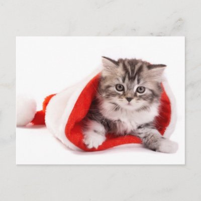 Kitten In A Santa Hat Postcard