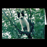 Kitten in an Apple Tree cards