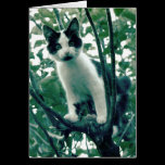 Kitten in an Apple Tree cards