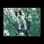 Kitten in an Apple Tree postcards