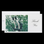 Kitten in an Apple Tree - Thank You photo cards