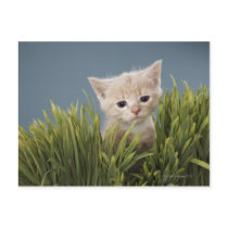 Kitten in grass postcard