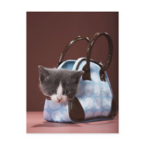 Kitten in handbag post card