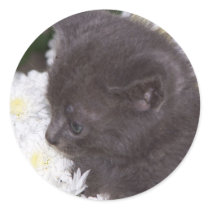 kitten in mums stickers