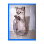kitten in pitcher postcard