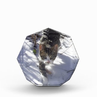 Kitten in Snow Acrylic Award