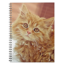 Kitten in Snow Notebook