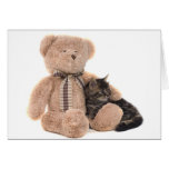 cat, kitten, animal, fart, baby, teddy, bears, cuddly