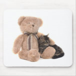 cat, kitten, animal, fart, baby, teddy, bears, cuddly