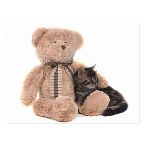 teddy bear and kitten