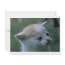 Kitten invitations by oddbob Kitten invitations