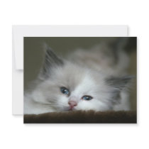 Kitten Custom Invites