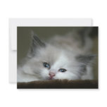 Kitten Custom Invites