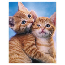 Kitten Love flyers by GAZoomIn Kitten Love flyers