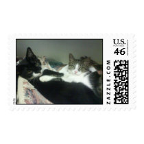 Kitten love postage