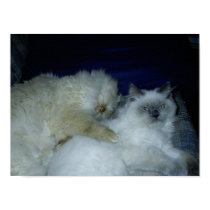 Kitten Love posters by nealmeg Kitten Love posters