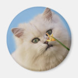 Kitten loving the daffodil fridge magnets