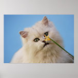 Kitten loving the daffodil posters
