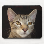Kitten Mouse pad mousepads