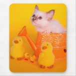 kitten mouse pads