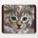 Kitten mousepad 2 by Petcetera Kitten mousepad 2