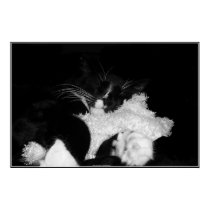 Kitten Nap Print