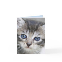 Kitten Note Card