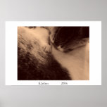 kitten nursing print