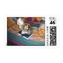 Kitten on Bible postage