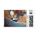 Kitten on Bible