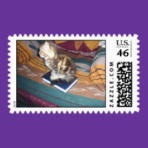 Kitten on Bible stamps