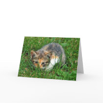 kitten on guard greeting card cards