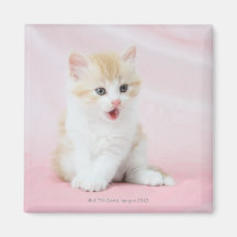 Kitten on Pink Background Refrigerator Magnets