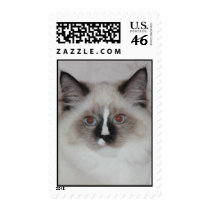 Kitten on postage stamps