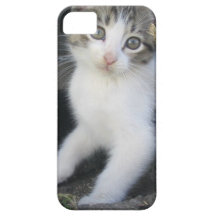 Kitten on the Farm iPhone Case iPhone 5 Covers