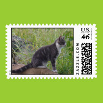 Kitten on the hunt postage stamps