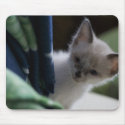 Kitten Peaking Mousepad by darkimagestudios Kitten Peaking Mousepad