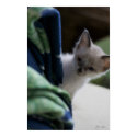 Kitten Peaking Poster posters by darkimagestudios Kitten Peaking Poster posters