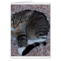 kitten peeking out to say hi cards by Ceyzpurplestang kitten peeking out to say hi cards
