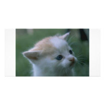 Kitten photo cards by oddbob Kitten photo cards