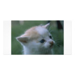 Kitten Personalized Photo Card
