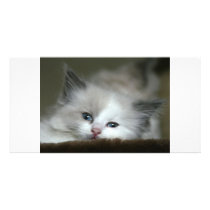 Kitten photo cards by oddbob Kitten photo cards