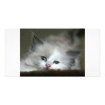 Kitten Personalized Photo Card