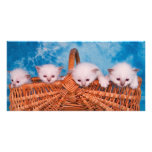 kitten customized photo card