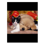 Kitten Pillow Post Card