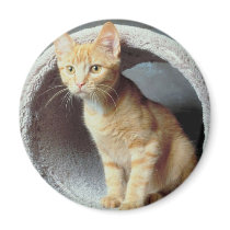 Kitten Play Tunnel magnets