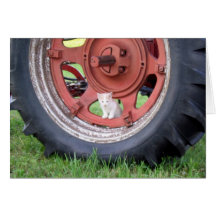 Kitten playing on a tractor cards