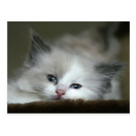 Kitten Post Cards