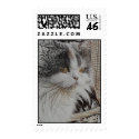 Kitten postage