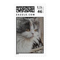 Kitten postage